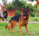 Laisse de chien en cuir véritable tressé 1,7 m fils d'entraînement de marche pour berger allemand Golden Retriever 1.6 cm de largeur pour les chiens de taille moyenne